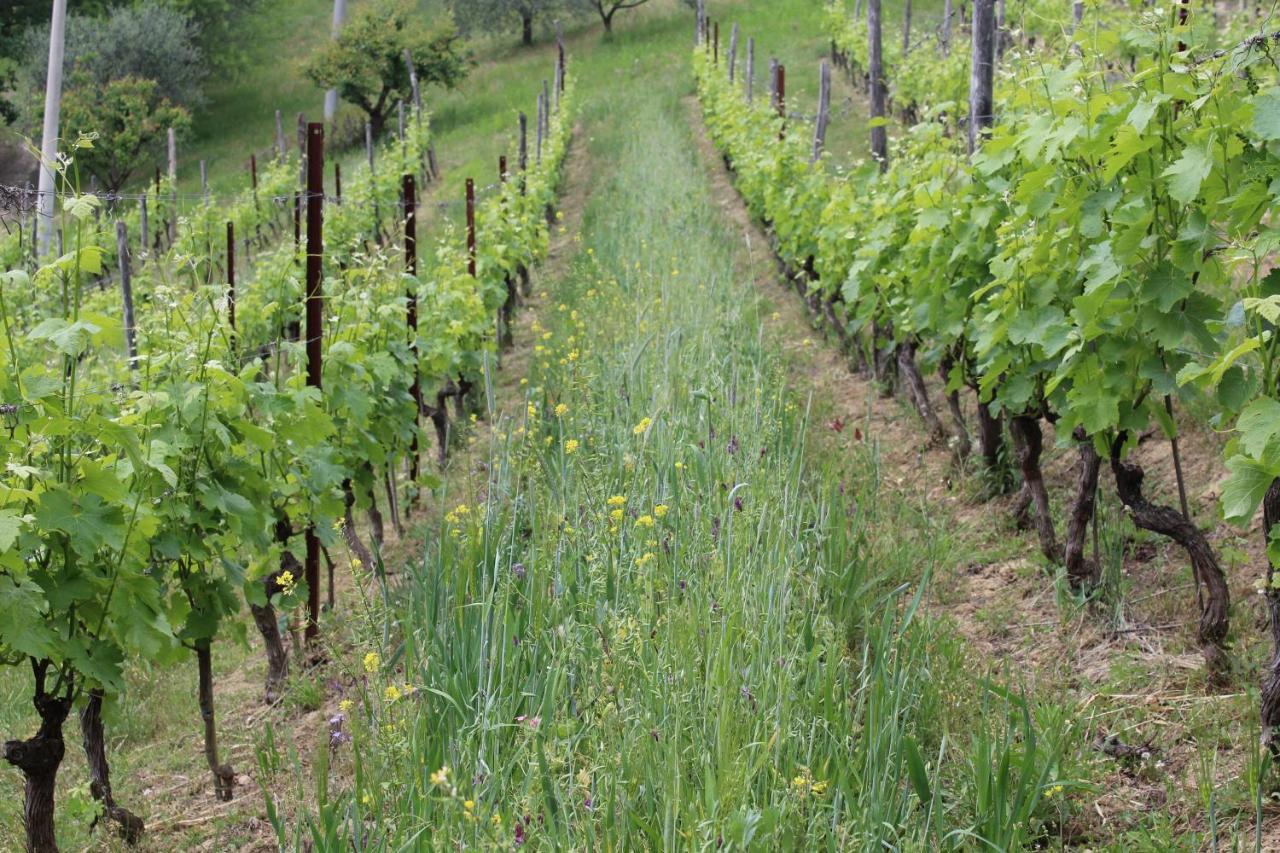 Agriturismo La Rovere Cossano Belbo Buitenkant foto